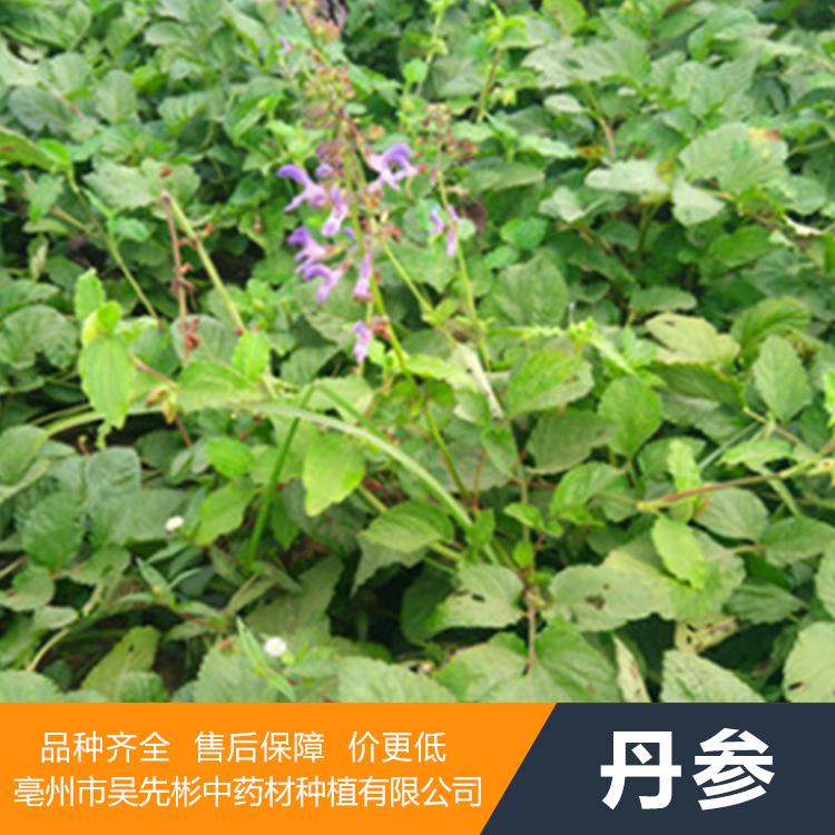 丹参的市场价格