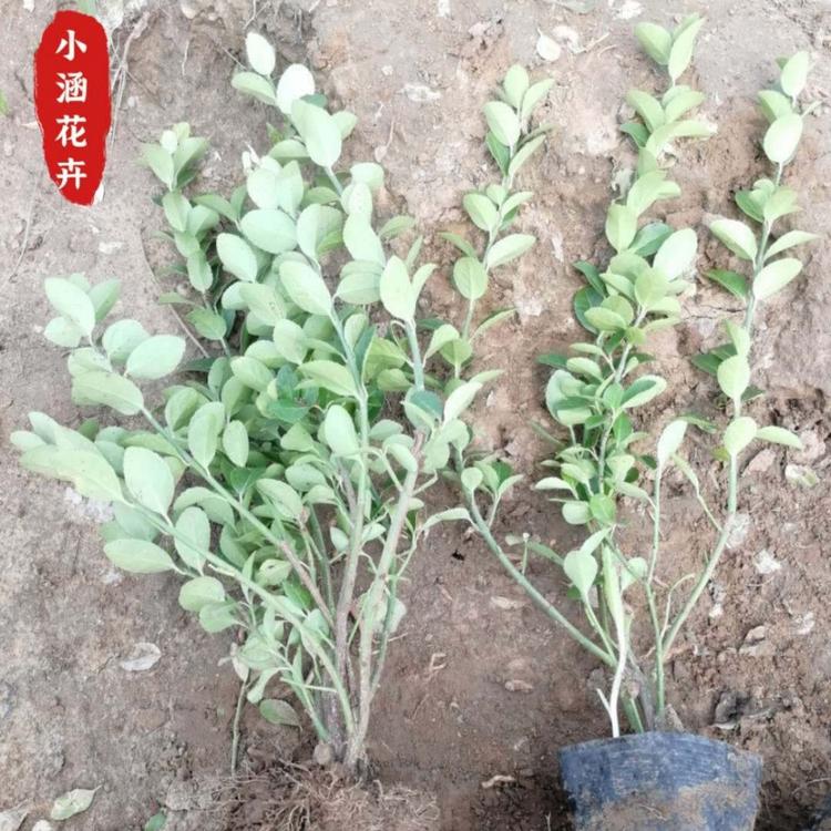 山东基地优质卫矛   各种绿化苗木   便宜卫矛价格  小涵花卉
