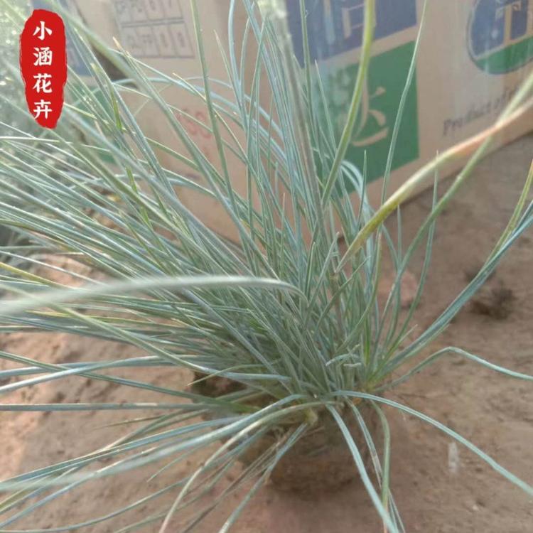 优质蓝羊茅基地供应  花卉供应  蓝羊茅报价 蓝羊茅价格
