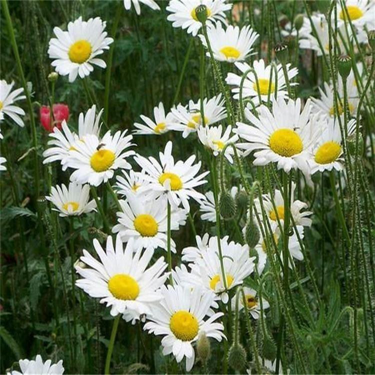 阳光大滨菊绿化  大滨菊行情  出售大滨菊