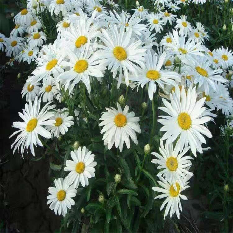 绿化植物大滨菊花海  大滨菊行情  大滨菊种植基地