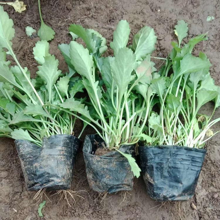 庭院阳台盆栽种植  批发大滨菊苗  大滨菊种植基地