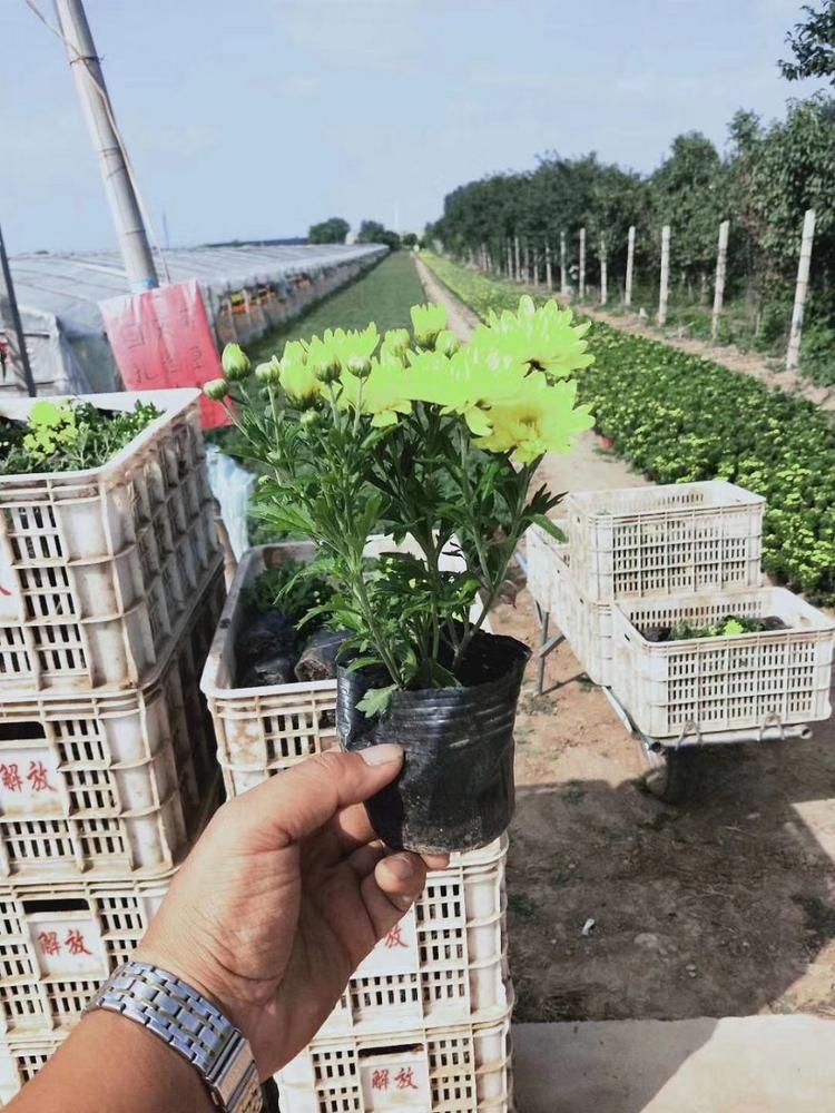 基地直销国庆菊  国庆菊绿化  造型菊花