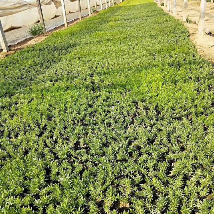 出售金叶佛甲草  金叶佛甲草  基地直销金叶佛甲草