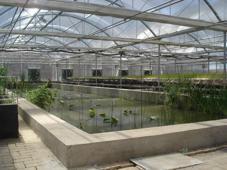 花卉薄膜连栋温室 蔬菜连栋温室大棚 连栋薄膜温室大棚价格 恒丰温室
