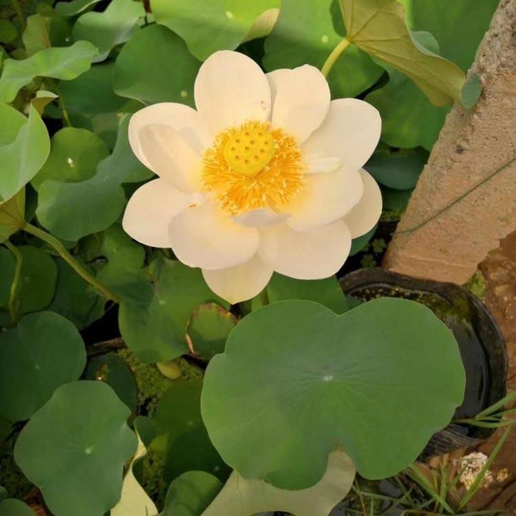 基地大量供应荷花  荷花苗  荷花批发基地
