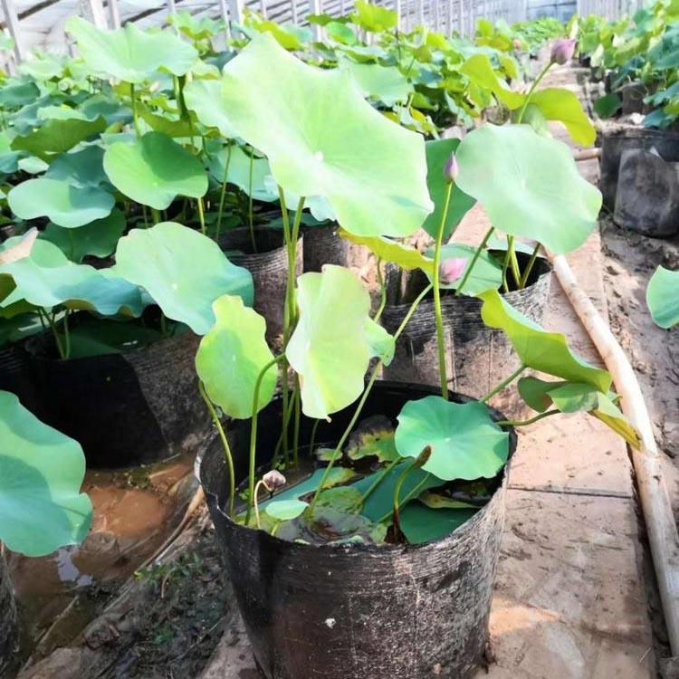 开花荷花  荷花盆栽销售  基地大量供应荷花