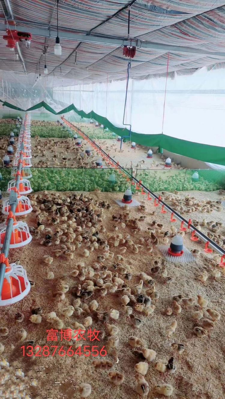 山东富博供应养鸡料线水线   自动平养料线   养鸭料线 养鸡设备