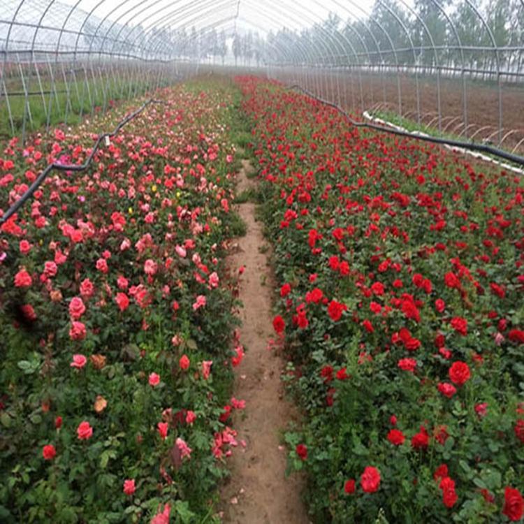 大花月季植树盆栽  盆栽月季种植基地  量大从优