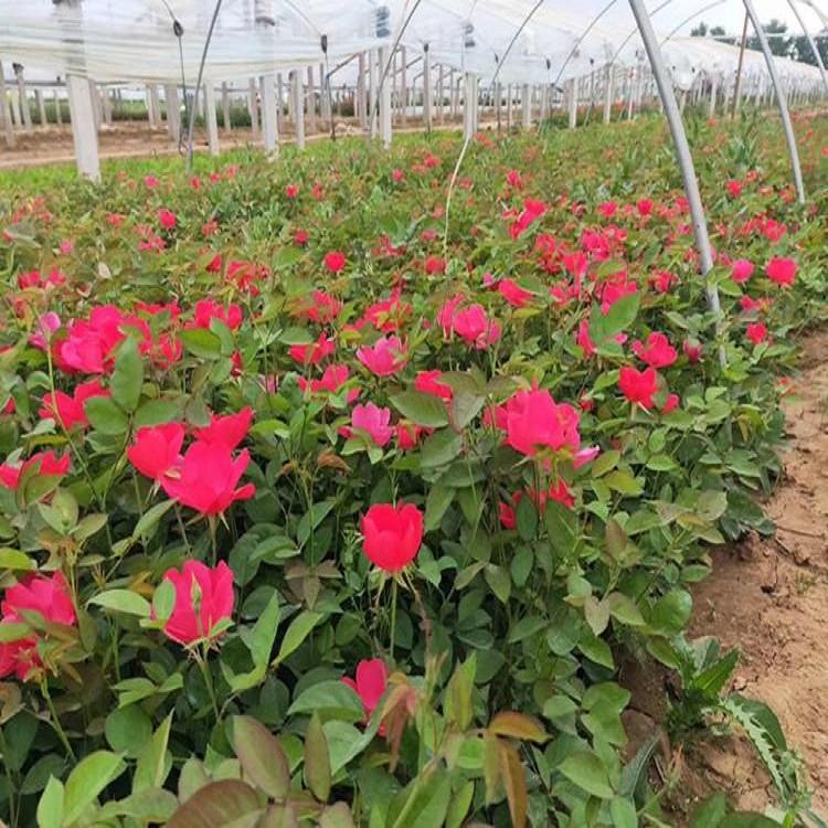 大花月季植树盆栽  盆栽月季树  订购报价