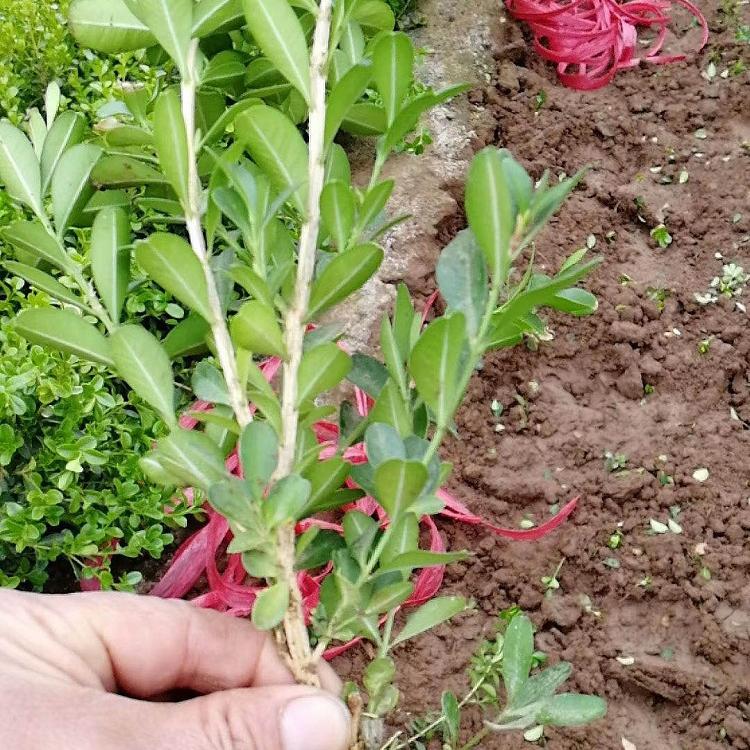 黄杨苗 青州瓜子黄杨种植基地 价格实惠@中嘉花卉
