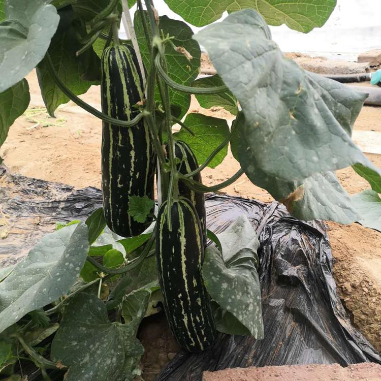 新品种博洋92种子抗病毒    新品种博洋92种子