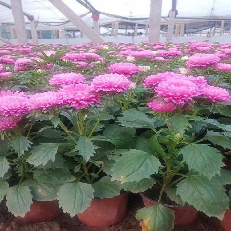 生态花卉翠菊   草花翠菊  翠菊种植基地