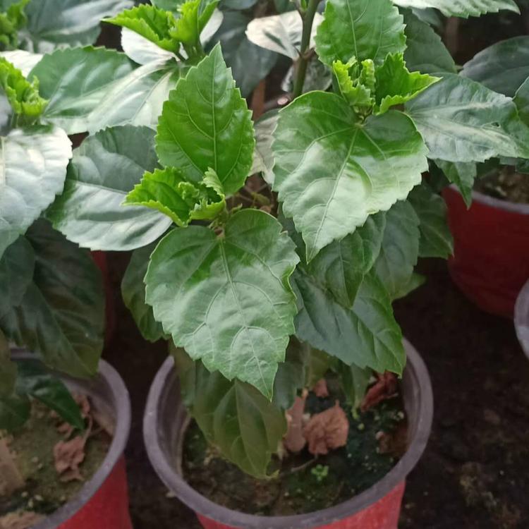 丹麦木槿盆栽  基地大量种植丹麦进口木槿    丹麦木槿盆花