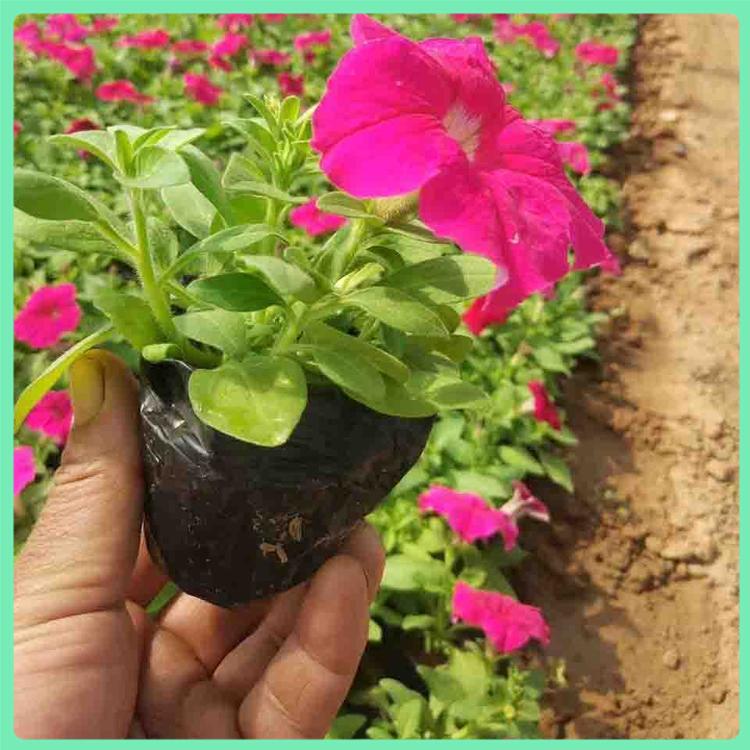 盆栽矮牵牛种植 矮牵牛批发 诺森栽培多花色矮牵牛