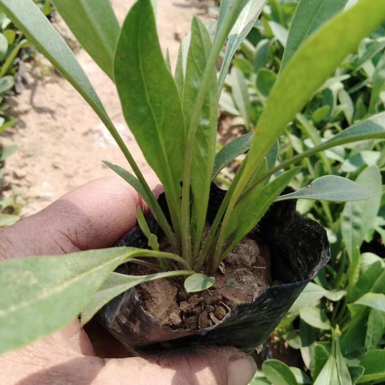 金鸡菊培育  金鸡菊报价  山东金鸡菊供应