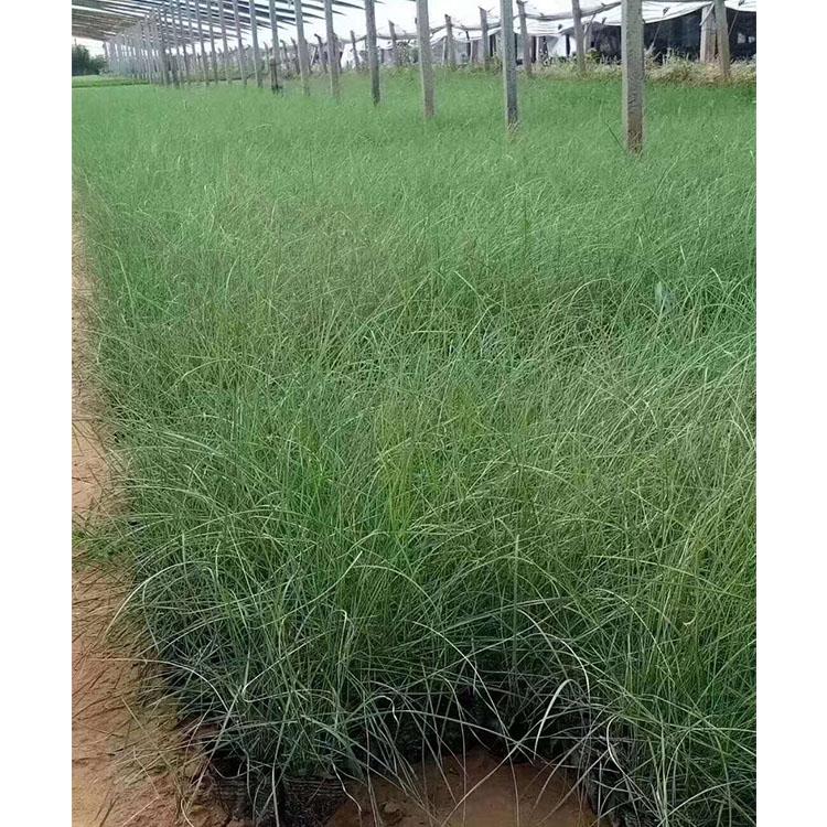 大量种植粉黛乱子草  粉黛乱子草基地价格  卓彩