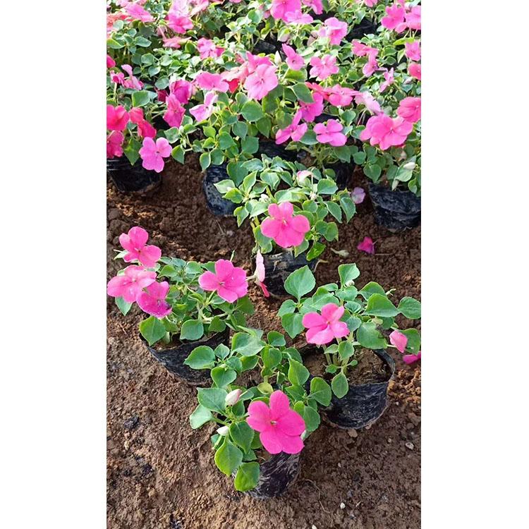 凤仙花   临朐凤仙   凤仙花卉基地  价格合理