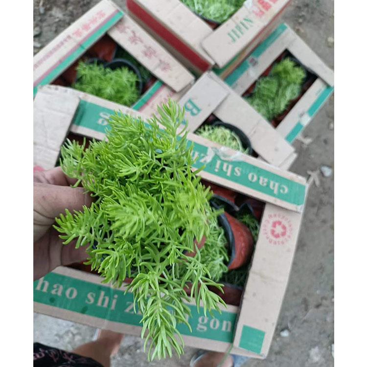 黄金条杯苗 绿色佛甲草 佛甲草采购苗圃 佛甲草供应商