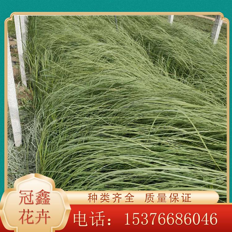 大量种植矮蒲苇 蒲苇种植基地 苗圃直销矮蒲苇
