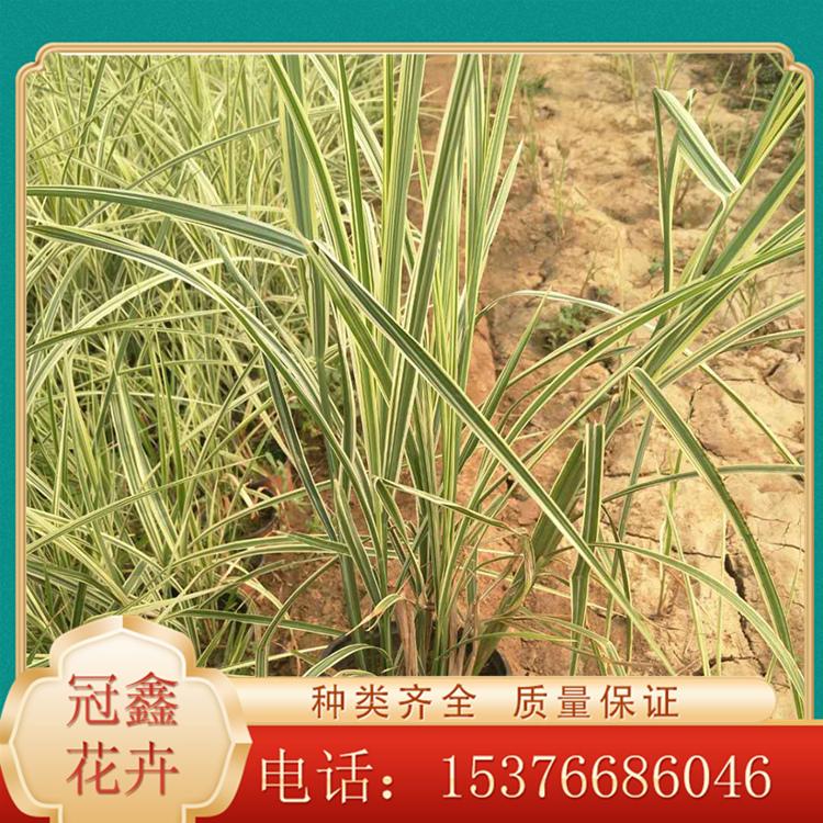 花叶芒小苗 批发花叶芒基地 河北花叶芒种植基地
