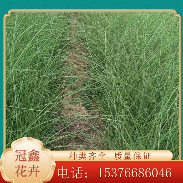 冠鑫细叶芒 基地栽培批发 细叶芒价格 观赏细叶芒小苗培育
