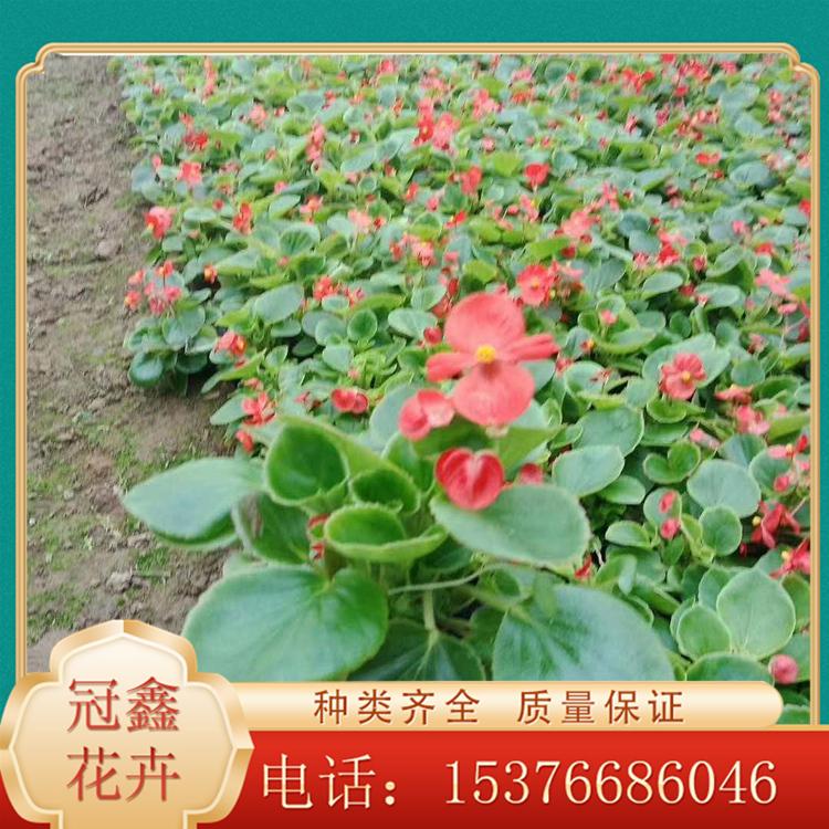 盆栽四季海棠 四季球海棠 四季海棠种植基地