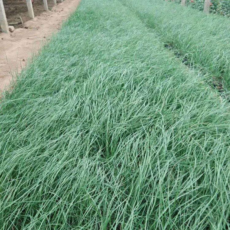 青绿苔草 青绿苔草小苗 基地直销青绿苔草