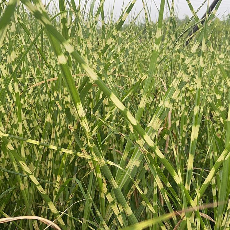 斑叶芒价格  基地供应斑叶芒  斑叶芒批发优惠