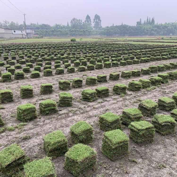 成都百慕大草坪厂家 成都百慕大草坪供应草皮批发 草坪基地