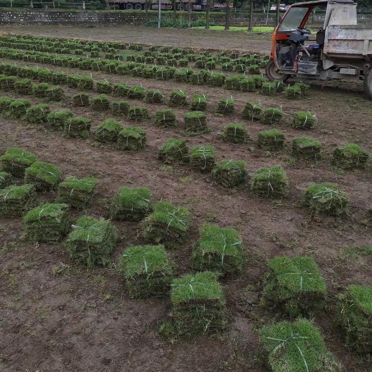 成都台湾二号草坪价格 正宗台湾二号草坪厂家 四川台湾二号草坪批发 厂家供应