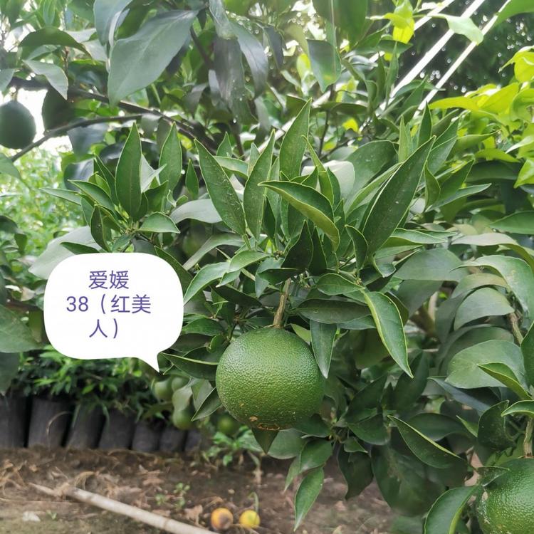 成都柑橘苗销售  批发基地  四川柑橘苗  成活率高量大从优