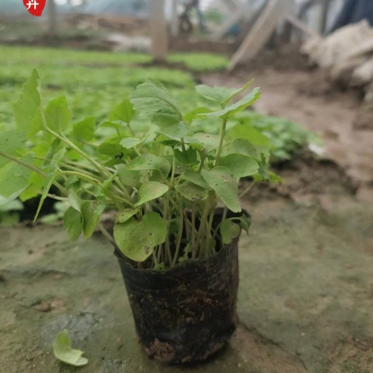 优质供应二月兰  大量供应二月兰 诸葛菜价格   优质草花  宿根草花