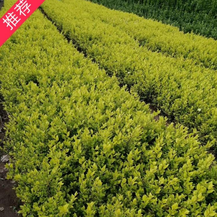 优质金叶女贞价格   金叶女贞绿篱  金叶女贞批发  特价绿化苗木