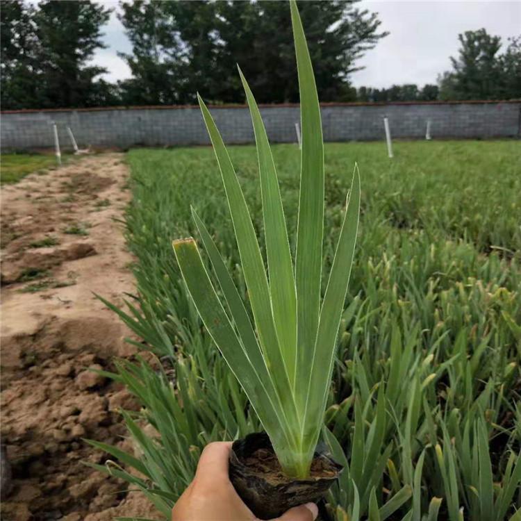 德国鸢尾 德国鸢尾花苗出售 德国鸢尾批发