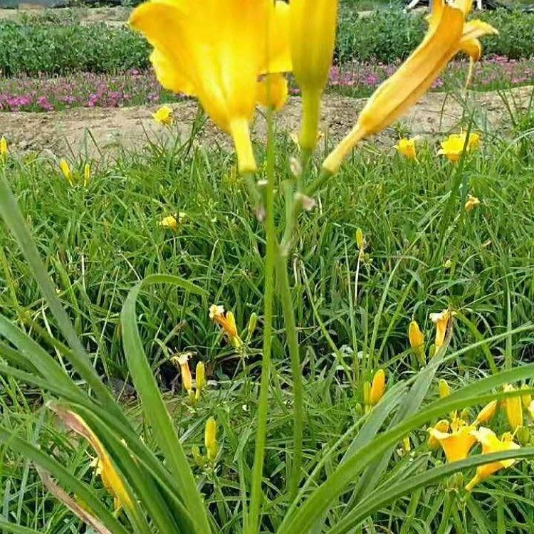 宿根花卉金娃娃萱草 金娃娃萱草报价 长期供应金娃娃萱草
