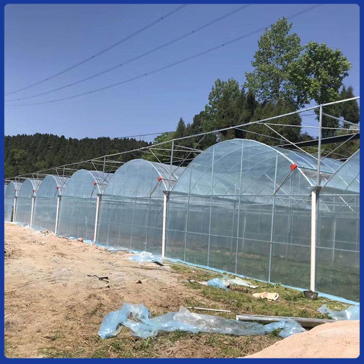 连栋薄膜大棚 薄膜连栋温室工程 承建多种规格温室