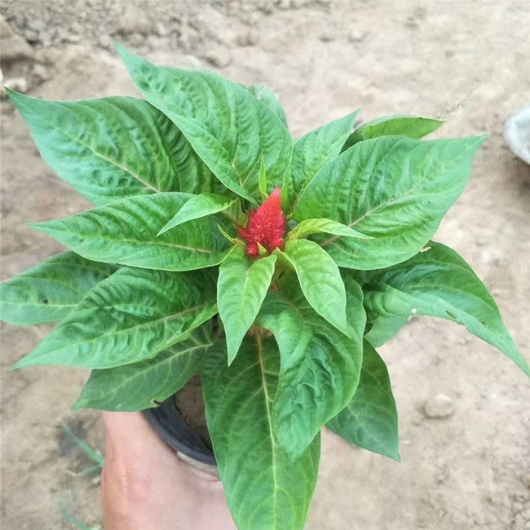 欧润 盆栽一支笔租 时令草花鸡冠花 厂家直销
