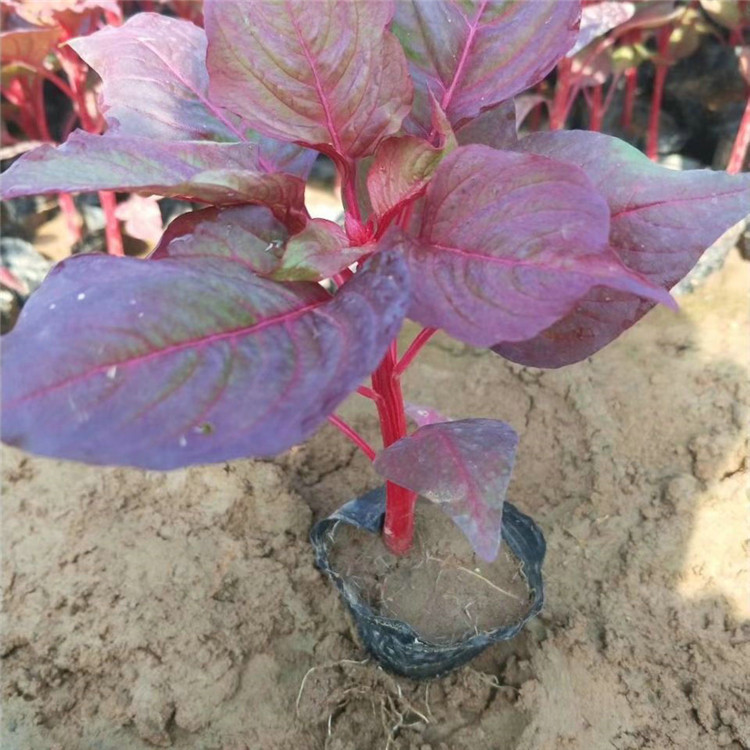 欧润 一支笔鸡冠花 一支笔鸡冠花价格 厂家直供