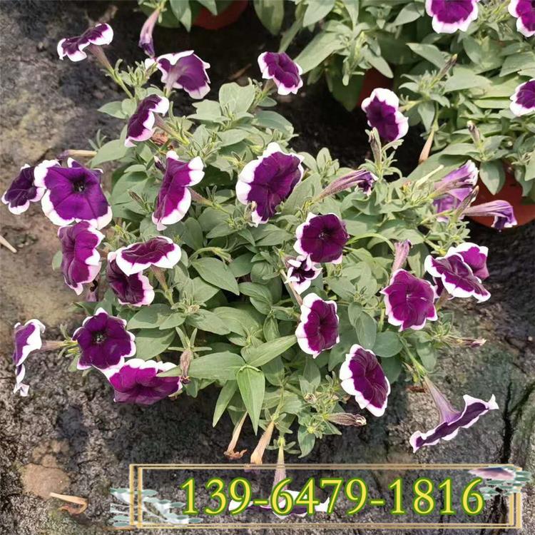 供应盆栽垂钓牵牛 夏秋草花百万小玲颜色多 五彩牵牛基地直销