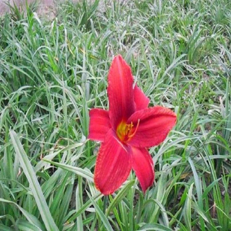 观花红运萱草 红运萱草花苗 青州红运萱草基地