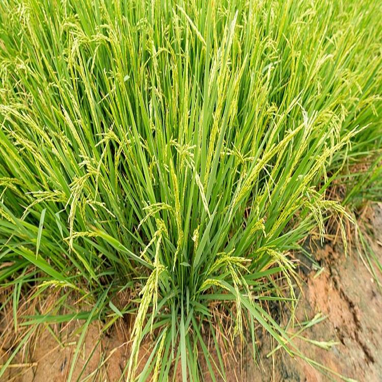 观赏草细叶芒  细叶芒行情  大量供应