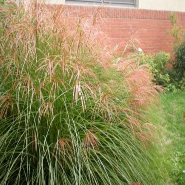 直销细叶芒  细叶芒种植基地  产地供应