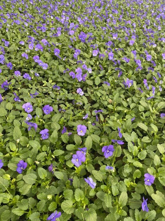 大量供应角菫_角菫基地_角菫价格优惠