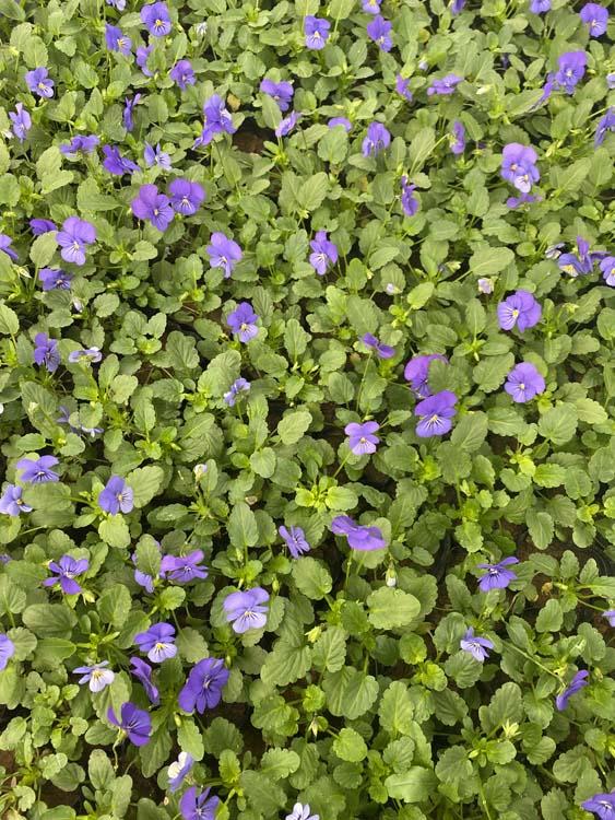 山东角菫批发 耐寒花卉角菫 角菫价格