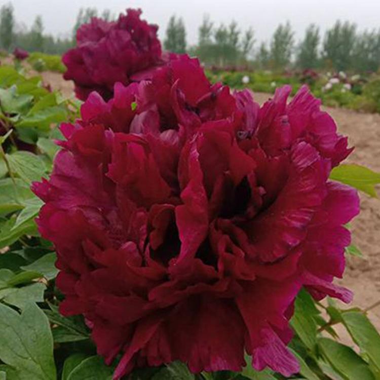 观赏牡丹大量供应选择菏泽国磊牡丹种植基地质优价廉有保障