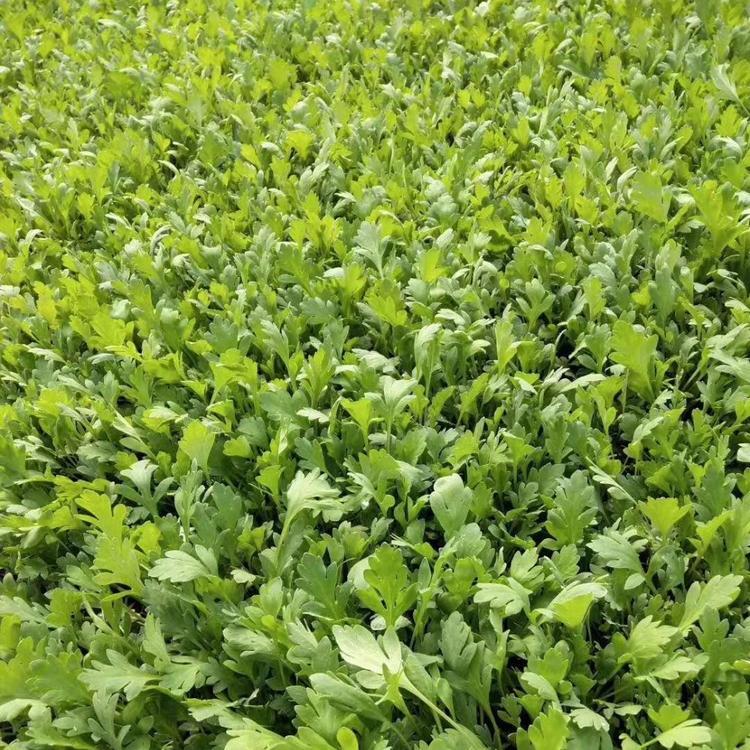 虞美人种植基地 供应虞美人花苗 青州虞美人