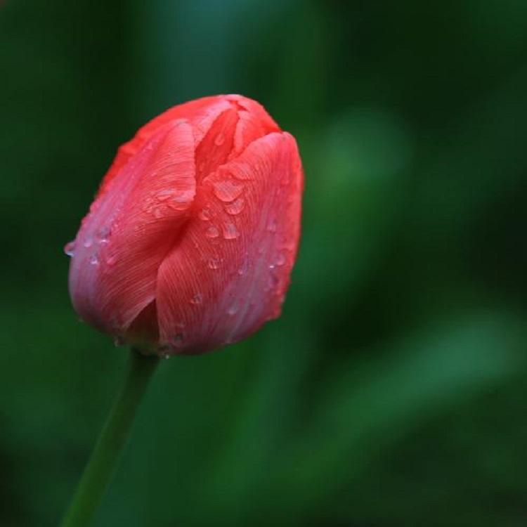 大量供应郁金香  郁金香种植  郁金香花期