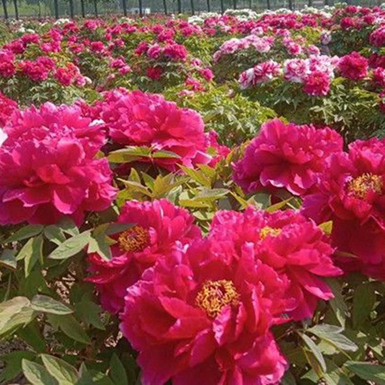 观赏牡丹 观赏牡丹苗 菏泽观赏牡丹稳定供应选择菏泽国磊牡丹种植基地更放心