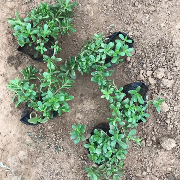 太阳花 太阳花盆栽 太阳花苗圃供应